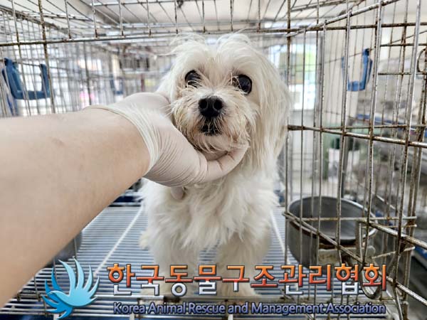 한국동물구조관리협회_441382202300377